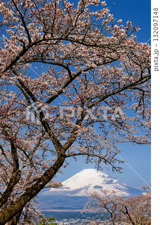 御殿場・平和公園の桜と富士山 御殿場・平和公園の桜と富士山 132097148