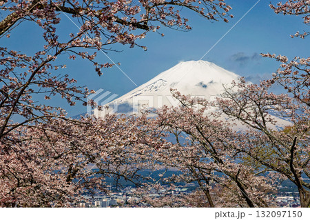 御殿場・平和公園の桜と富士山 132097150