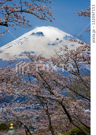 御殿場・平和公園の桜と富士山 御殿場・平和公園の桜と富士山 132097153