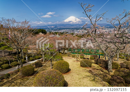御殿場・平和公園の桜と富士山 御殿場・平和公園の桜と富士山 132097155