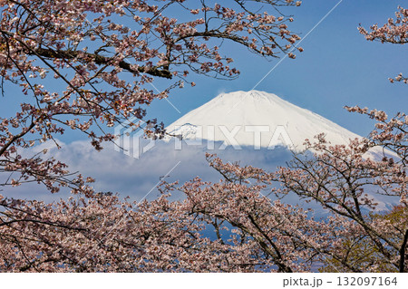御殿場・平和公園の桜と富士山 御殿場・平和公園の桜と富士山 132097164