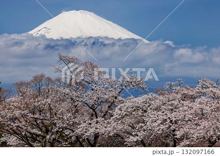 御殿場・平和公園の桜と富士山 132097166
