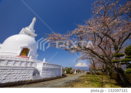 御殿場・平和公園の桜と富士山 132097181