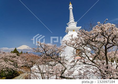御殿場・平和公園の桜と富士山 御殿場・平和公園の桜と富士山 132097184