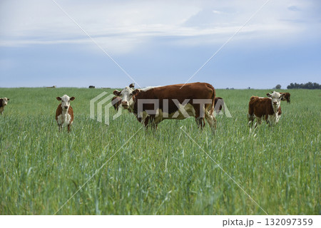 Cattle raising with natural pastures in Pampas countryside, La Pampa Province,Patagonia, Argentina. Cattle raising with natural pastures in Pampas countryside, La Pampa Province,Patagonia, Argentina. 132097359