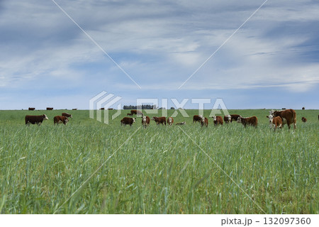 Cattle raising with natural pastures in Pampas countryside, La Pampa Province,Patagonia, Argentina. Cattle raising with natural pastures in Pampas countryside, La Pampa Province,Patagonia, Argentina. 132097360