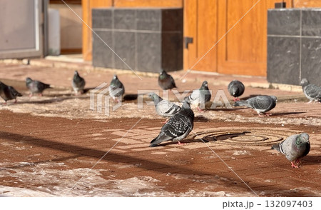 A flock of pigeons can be seen feeding on the ground outside of a bustling urban building in the city. A flock of pigeons can be seen feeding on the ground outside of a bustling urban building in the city. 132097403