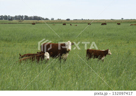 Cattle raising  with natural pastures in Pampas countryside, La Pampa Province,Patagonia, Argentina. 132097417