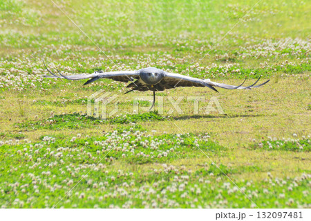 ワシノリス 132097481