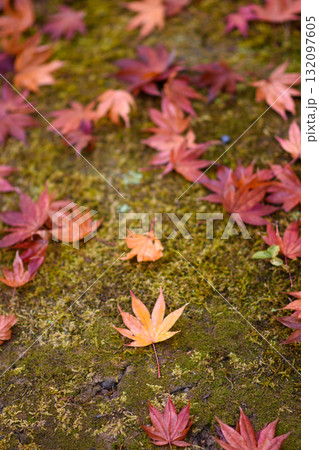 Autumn Leaves on Mossy Ground 132097605