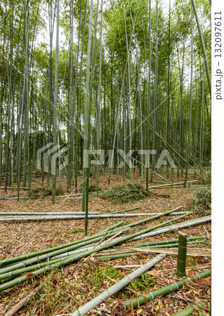 Dense Bamboo Forest with Fallen Stalks Dense Bamboo Forest with Fallen Stalks 132097611