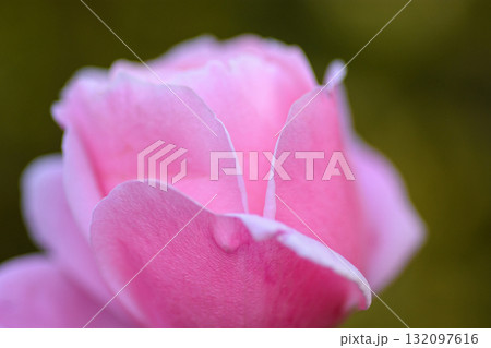 Close-Up of Pink Rose with Water Droplet Close-Up of Pink Rose with Water Droplet 132097616