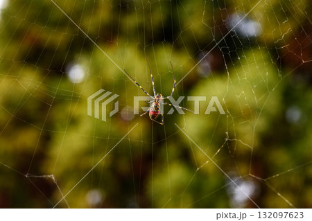 Spider on Web with Blurred Green Background Spider on Web with Blurred Green Background 132097623