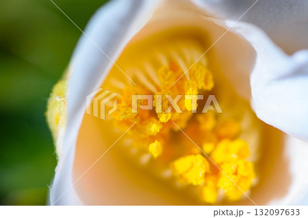 Macro Shot of White Flower with Yellow Stamens Macro Shot of White Flower with Yellow Stamens 132097633