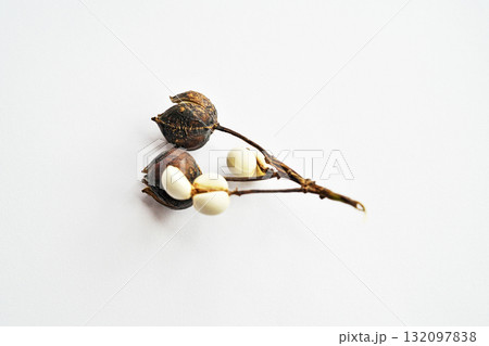 白いナンキンハゼの種子（白背景）（秋、十月） 132097838