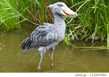 ハシビロコウ ハシビロコウ 132097994
