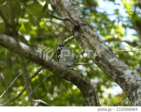 木にとまるオオムラサキ 132098064