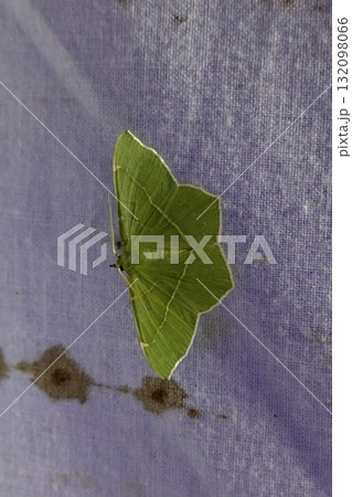 カギシロスジアオシャク カギシロスジアオシャク 132098066