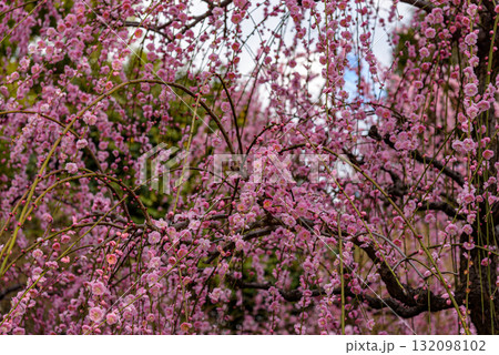 Plum trees blossoming in early spring in Japan 132098102