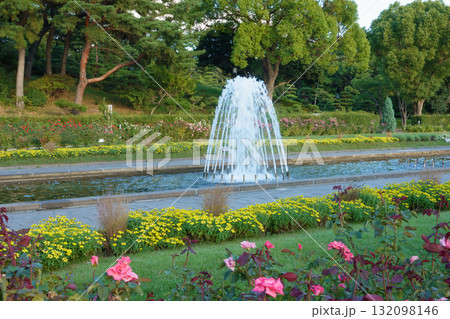 神戸市の須磨離宮公園にある噴水庭園に咲くバラ 132098146