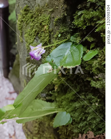 イワタバコの花 イワタバコの花 132098304