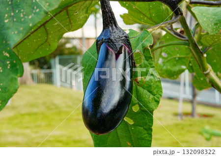 茄子の栽培 茄子の栽培 132098322