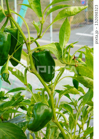 ピーマンの栽培 132098323