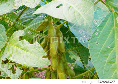 枝豆の栽培 132098327