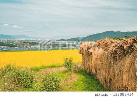 稲架掛けと黄金色の水田とその先に見える善光寺平【姨捨の棚田】 132098414