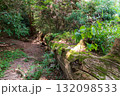 二上山、岩屋杉のある風景 132098533