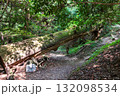 二上山、岩屋杉のある風景 132098534