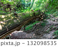 二上山、岩屋杉のある風景 132098535