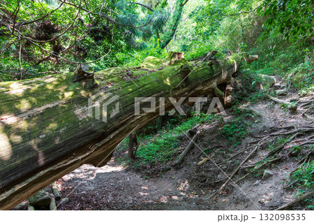 二上山、岩屋杉のある風景 132098535