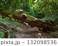 二上山、岩屋杉のある風景 132098536
