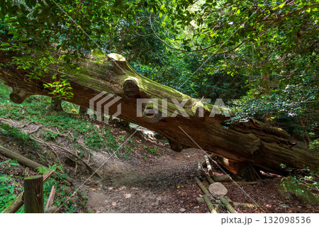 二上山、岩屋杉のある風景 132098536
