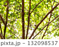 二上山で出会った蝉を捕食するオスのカマキリ 132098537
