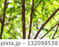 二上山で出会った蝉を捕食するオスのカマキリ 132098538