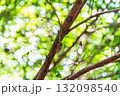 二上山で出会った蝉を捕食するオスのカマキリ 132098540