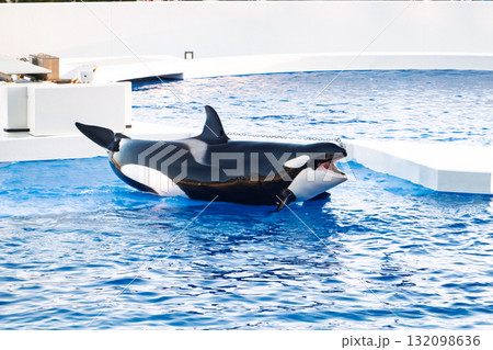 神戸須磨シーワールドのオルカパフォーマンス 132098636