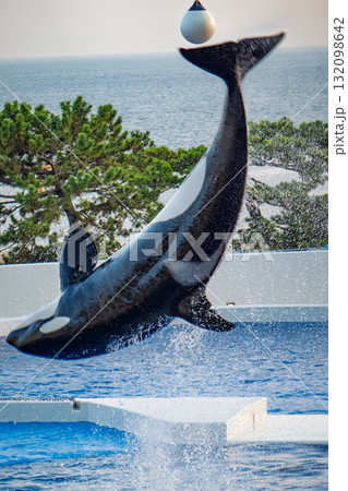 神戸須磨シーワールドのオルカパフォーマンス 132098642