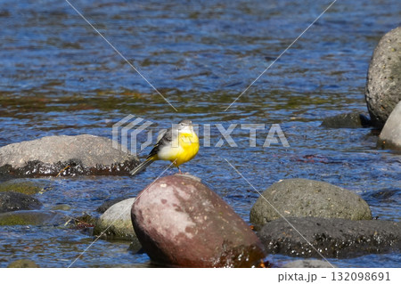 可愛いセキレイのひな鳥 可愛いセキレイのひな鳥 132098691