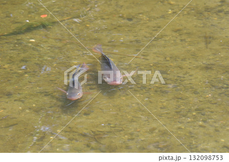 ティラピア 132098753