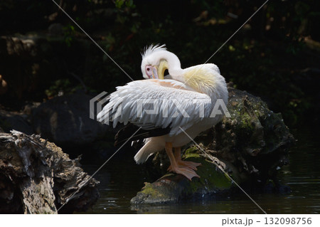 モモイロペリカン 132098756