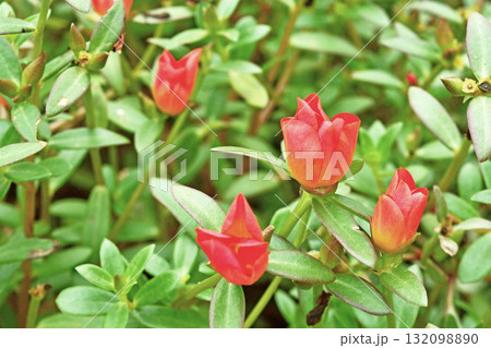 植物：ポーチュラカ　スベリヒユ科 132098890