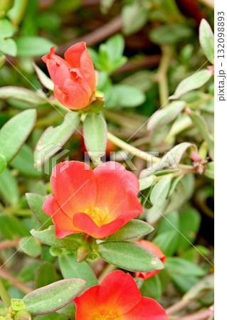 植物：ポーチュラカ　スベリヒユ科 132098893