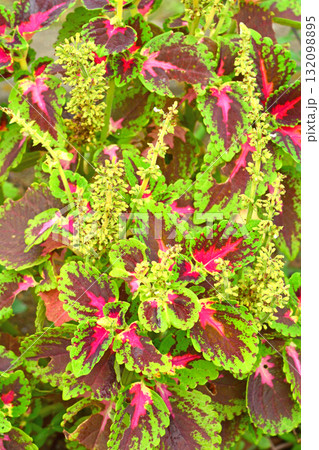 植物:コリウス シソ科 植物:コリウス シソ科 132098895