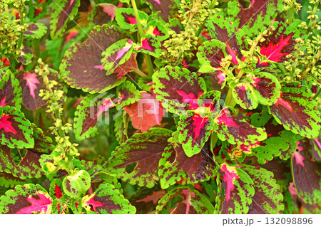 植物：コリウス　シソ科 132098896