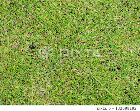 画面一杯の芝生 132099192