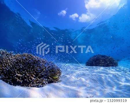 快青な海とデバスズメダイの群れ 快青な海とデバスズメダイの群れ 132099319