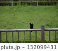 夏の公園の柵にいるカラスの様子	 132099431